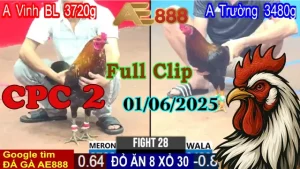 Full Clip Đá Gà Thomo Giải Tự Do 4 Con Ngày 01/06/2025