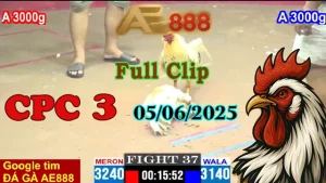 Full Clip Đá Gà Thomo C3 Ngày 05/06/2025
