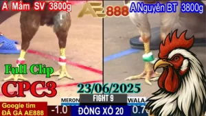 Full Clip Đá Gà Thomo C3 Trực Tiếp Ngày 23/06/2025