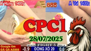 Xem Đá Gà Trực Tiếp Thomo C1 Hôm Nay - Ngày 28/07/2025