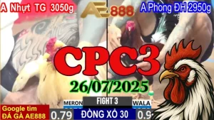 Clip Đá Gà C3 Thomo Hôm Nay Ngày 26/07/2025