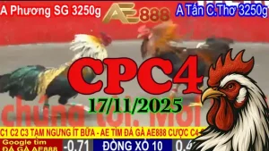 Clip đá gà trực tiếp CPC4 Thomo hôm nay 17112025 đầy đủ trận đấu