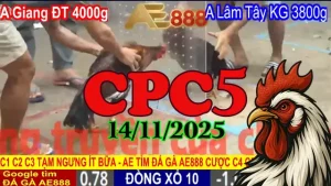 Xem Ngay Full Clip Đá Gà Thomo CPC5 14/11/2025 – Đấu Đỉnh Cao