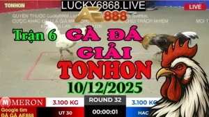 Gà Đá Giải TONHON Trận 6 Anh Út 30 vs Anh Hắc Coca ( Hạng Cân 3.1kg)