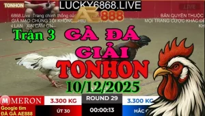 Gà Đá Giải Tonhon Trận 3 Anh Út 30 vs Anh Hắc Coca (Hạng Cân 3.3kg)