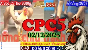 Video Phát Lại Đá Gà CPC5 02122025 - Trận Đấu Kịch Tính