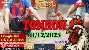 Video Trực Tiếp Đá Giải Gà Tonhon Ngày 31122025