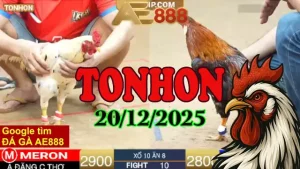 Xem Đá Gà Tonhon Trực Tuyến 20122025 Miễn Phí