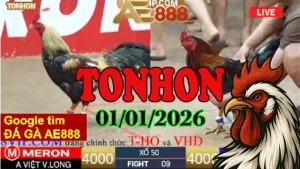 Trực Tiếp Đá Gà Tonhon 01012026 – Xem Phát Lại Không Lag