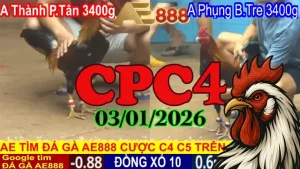 Xem lại clip đá gà trực tiếp CPC4 hôm nay 03012026