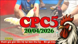 Tổng hợp đá gà CPC5 ngày 20042026