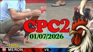Tổng hợp Video đá gà Thomo CPC2 ngày 01072026
